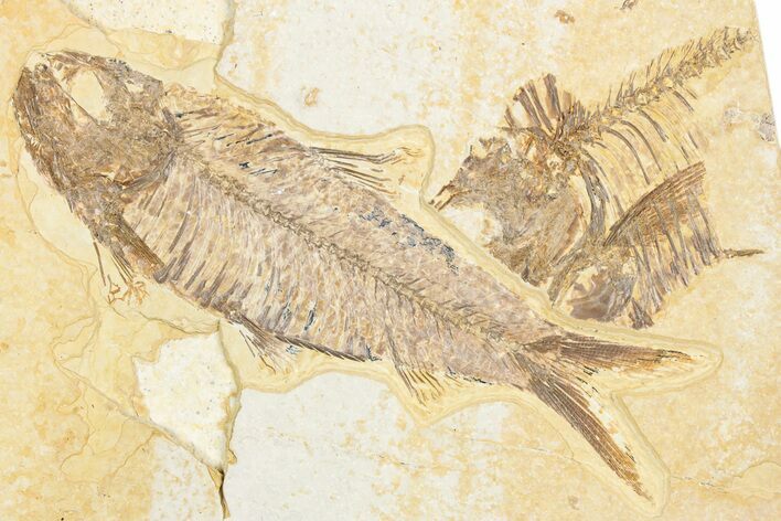 Detailed Fossil Fish (Knightia) - Wyoming #357546